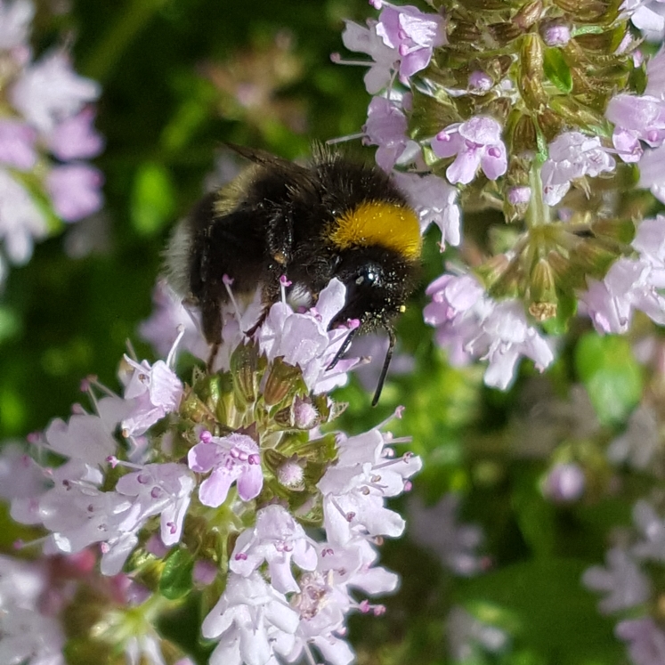 Thyme Creeping Mauve in the GardenTags plant encyclopedia