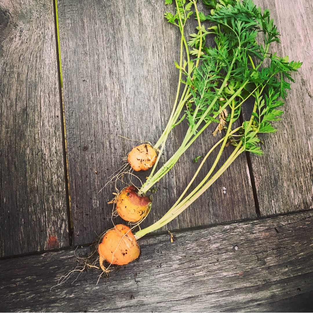 Carrot Atlas in the GardenTags plant encyclopedia