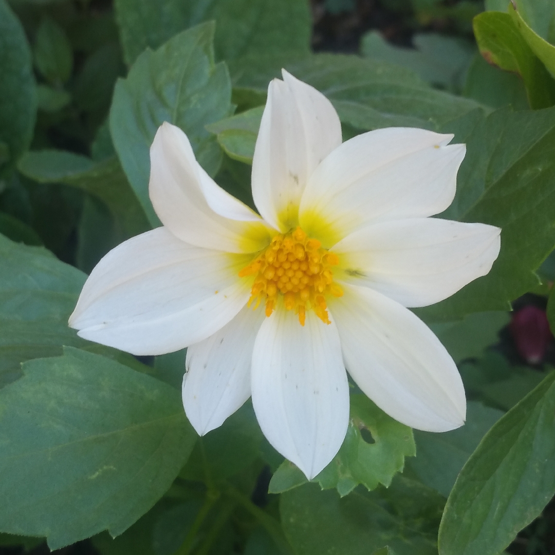 Dahlia Mignon White (Bedding) in the GardenTags plant encyclopedia