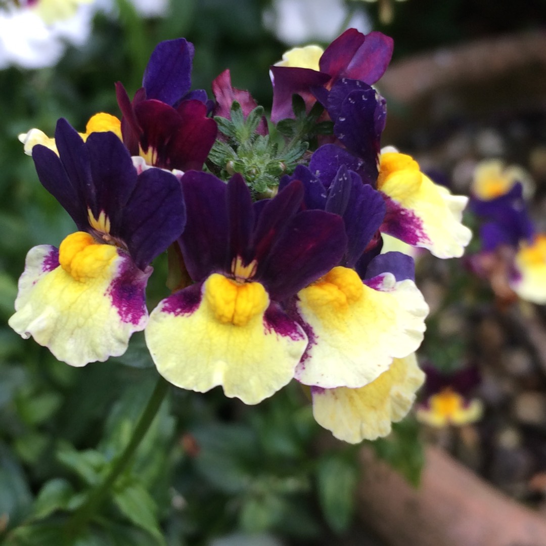 Nemesia Plums And Custard in the GardenTags plant encyclopedia