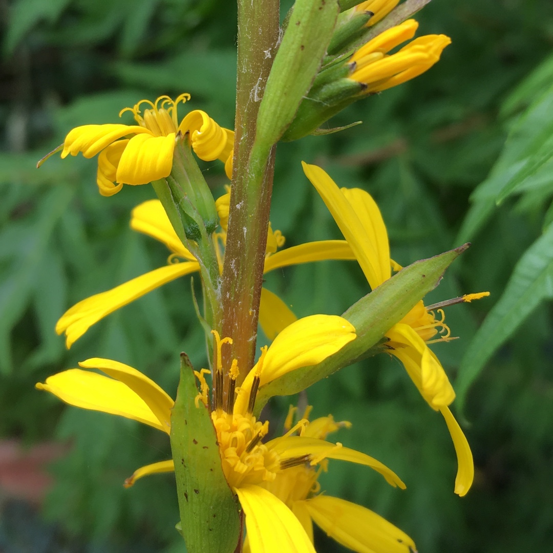 Leopard Plant The Rocket in the GardenTags plant encyclopedia