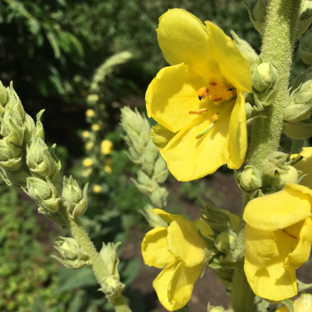 Dense-flowered Mullein in the GardenTags plant encyclopedia