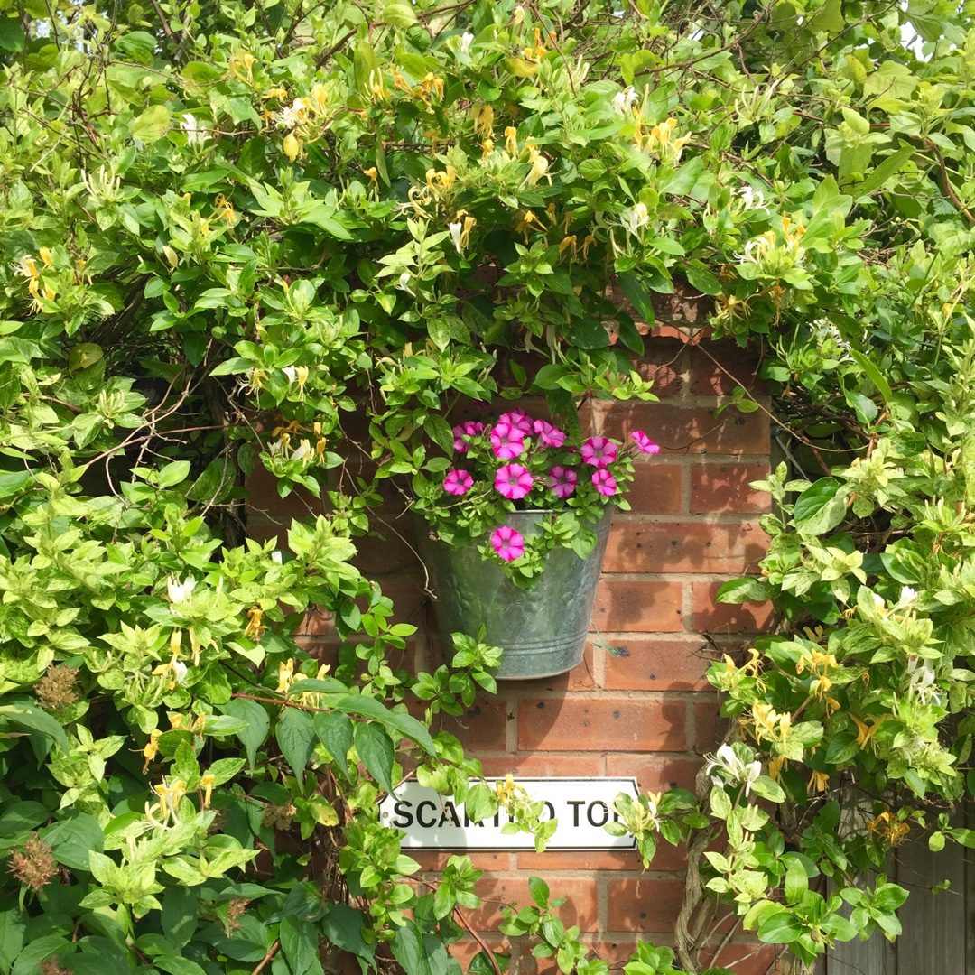 Petunia Pegasus in the GardenTags plant encyclopedia