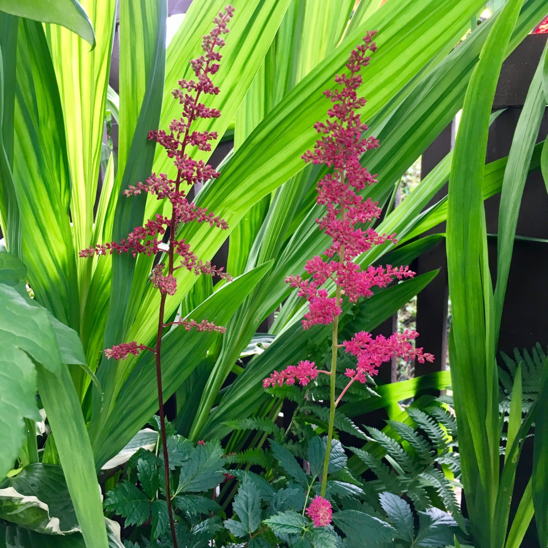 Astilbe Mea in the GardenTags plant encyclopedia