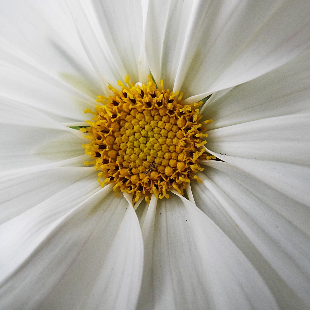 Cosmea Casanova White in the GardenTags plant encyclopedia