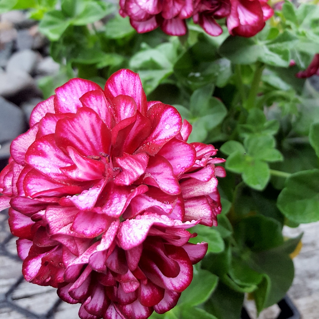 Pelargonium Great Balls Of Fire Burgundy Blaze (Ivy Leaved) in the GardenTags plant encyclopedia