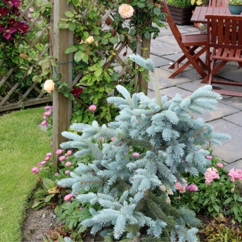 Blue Spruce Koster in the GardenTags plant encyclopedia