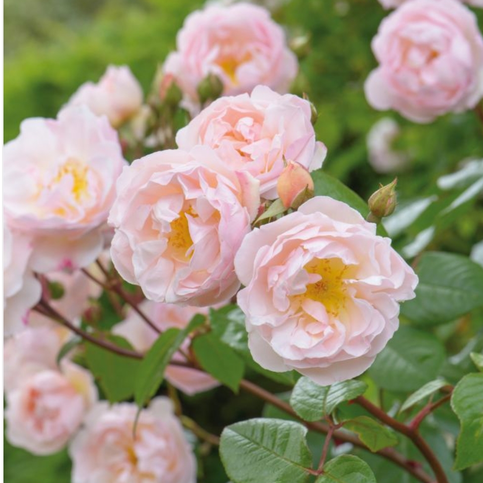 Rose The Lady of the Lake (Rambler) in the GardenTags plant encyclopedia