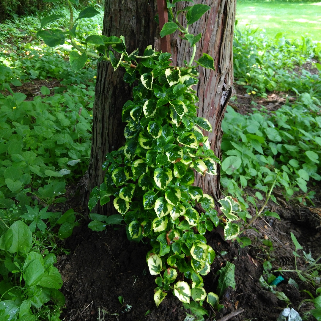 Climbing Hydrangea Mirranda in the GardenTags plant encyclopedia