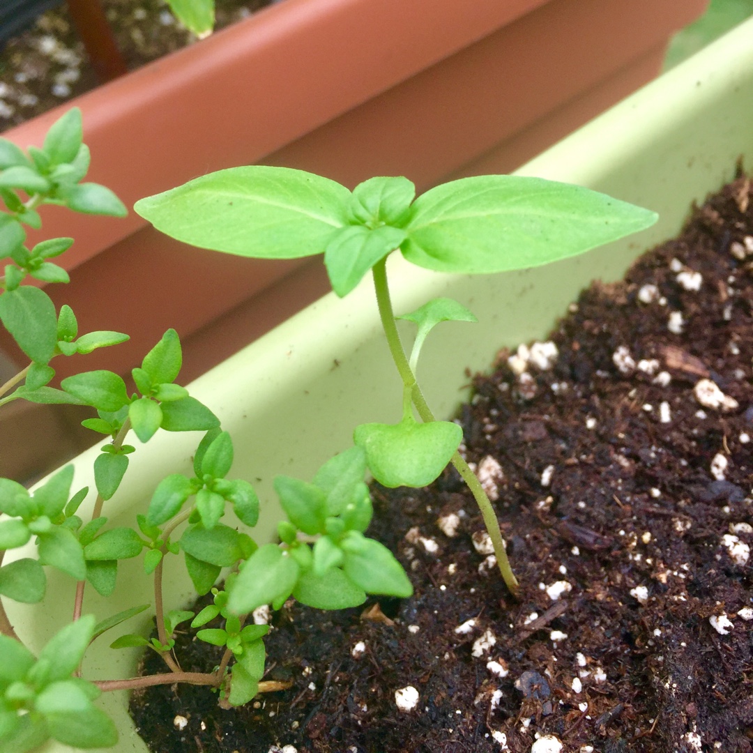 Basil Mrs Burns Lemon in the GardenTags plant encyclopedia