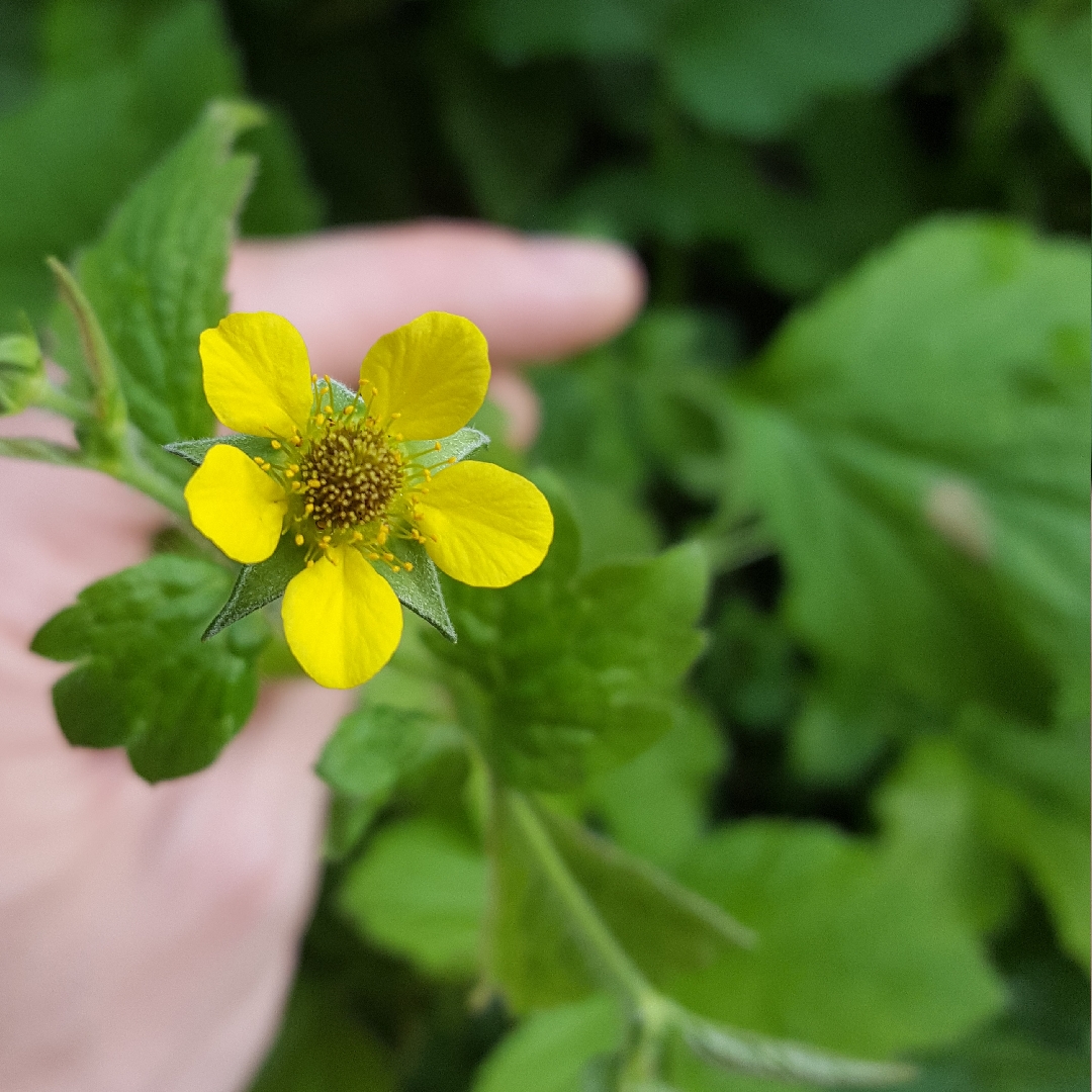 Herb Bennet in the GardenTags plant encyclopedia