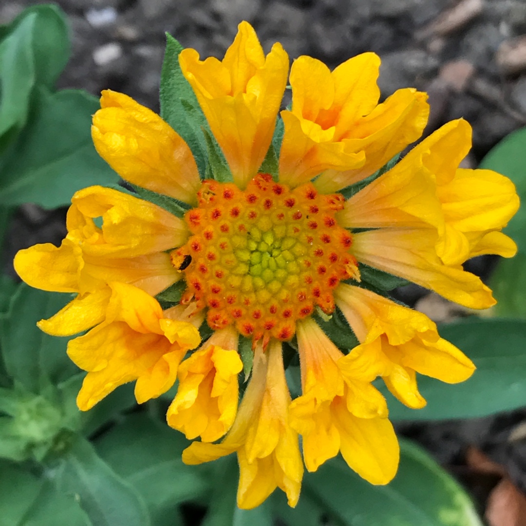 Blanket Flower Moxie in the GardenTags plant encyclopedia