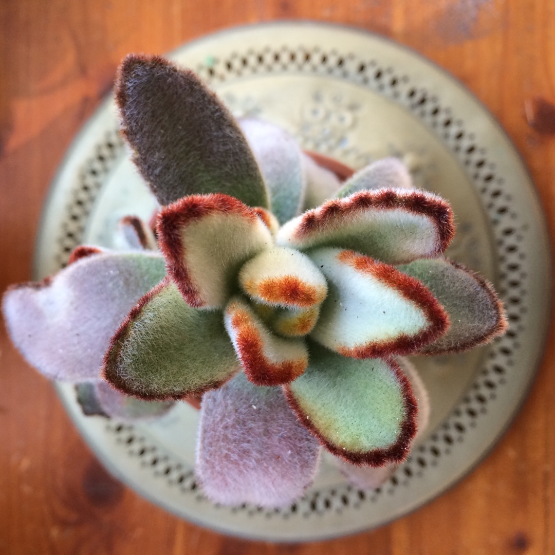 Kalanchoe Blue Boy in the GardenTags plant encyclopedia