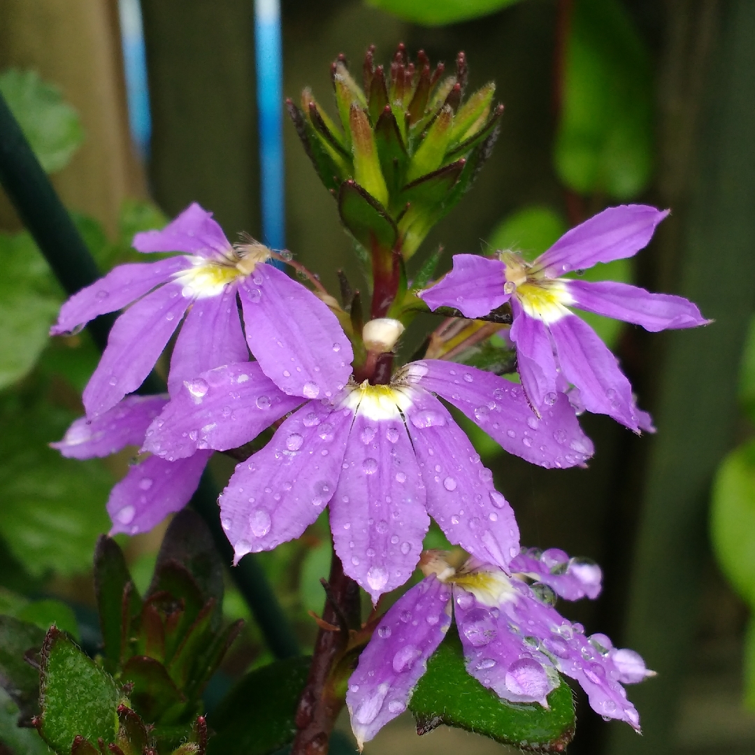 Fairy Fan-Flower Abanico Blue in the GardenTags plant encyclopedia