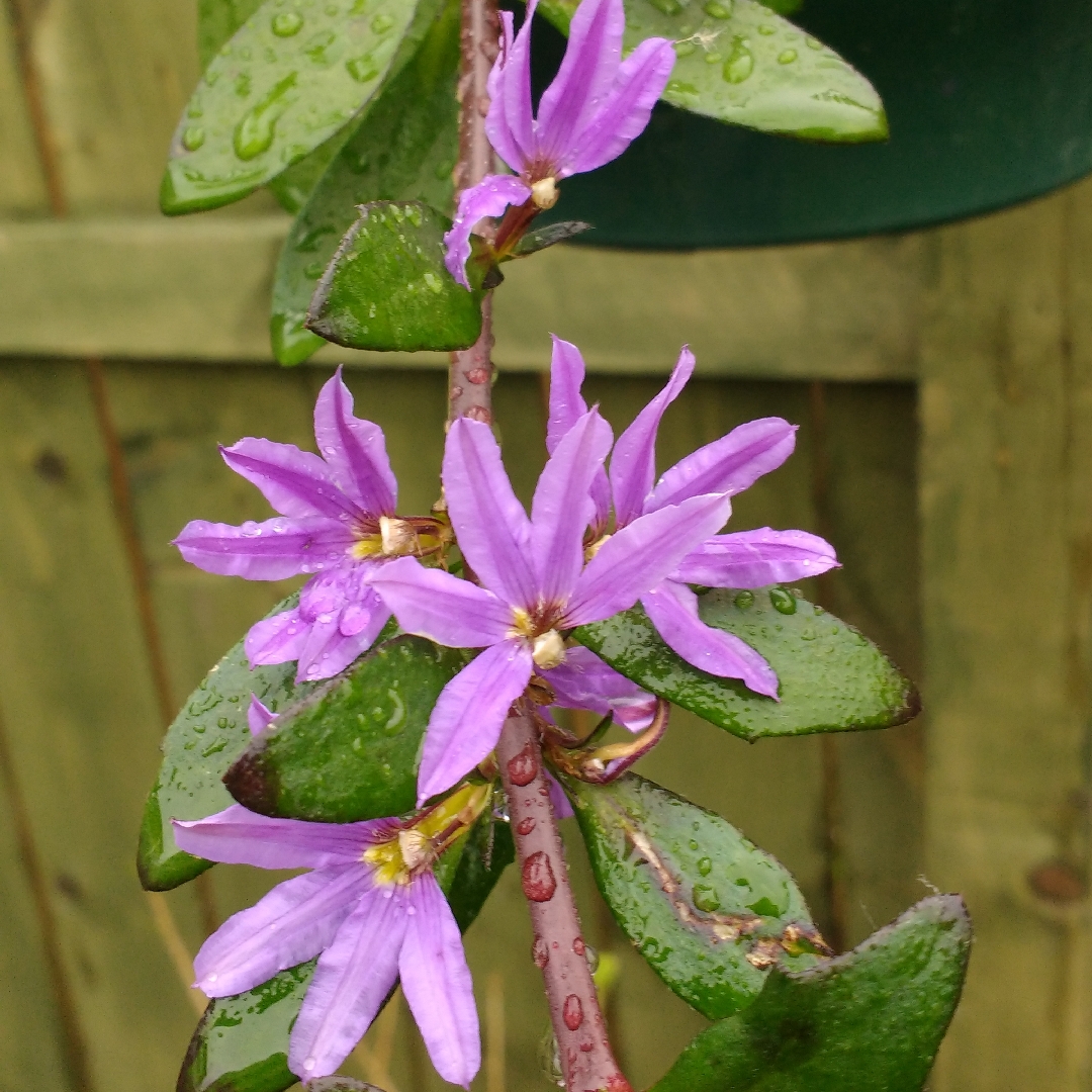 Fan-Flower Saphira in the GardenTags plant encyclopedia