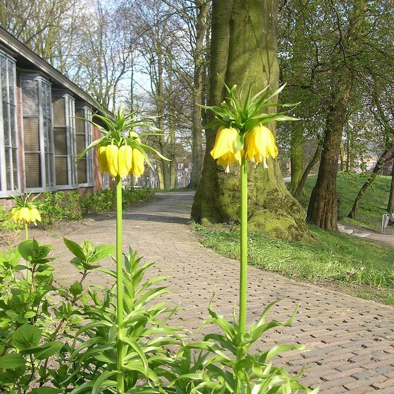 Crown Imperial Maxima Lutea in the GardenTags plant encyclopedia