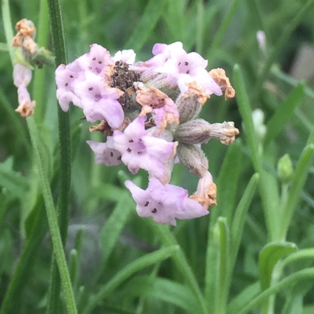 Lavender Loddon Pink in the GardenTags plant encyclopedia