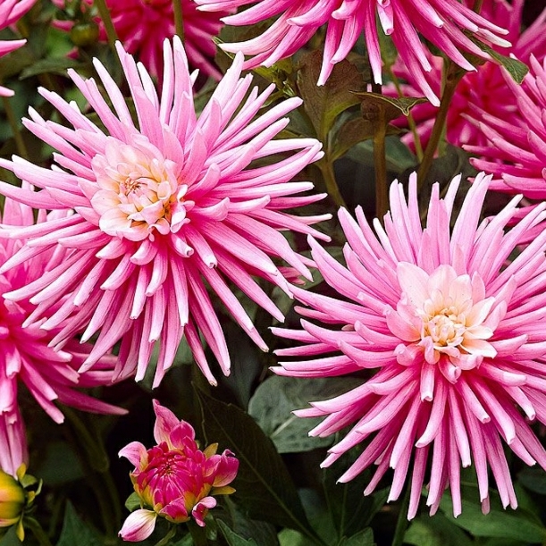 Dahlia Park Princess in the GardenTags plant encyclopedia