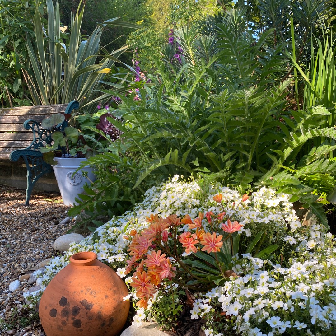 Siskiyou lewisia Sunset Group in the GardenTags plant encyclopedia