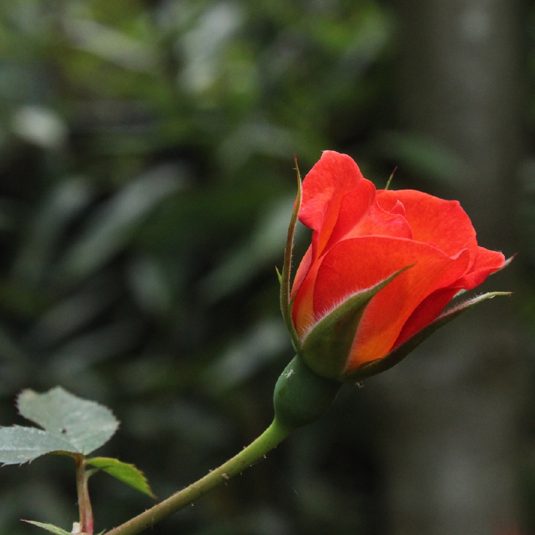 Rose Warm Welcome (Climbing Miniature) in the GardenTags plant encyclopedia