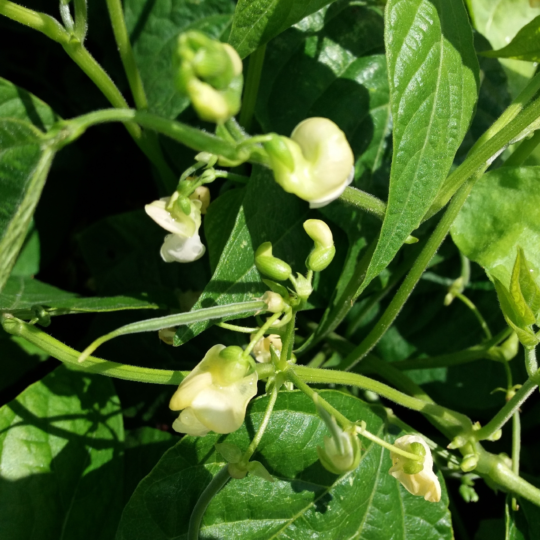 Dwarf French Bean Cupidon in the GardenTags plant encyclopedia