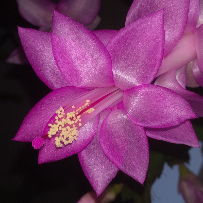 Zygocactus Vila Velha Brazil in the GardenTags plant encyclopedia