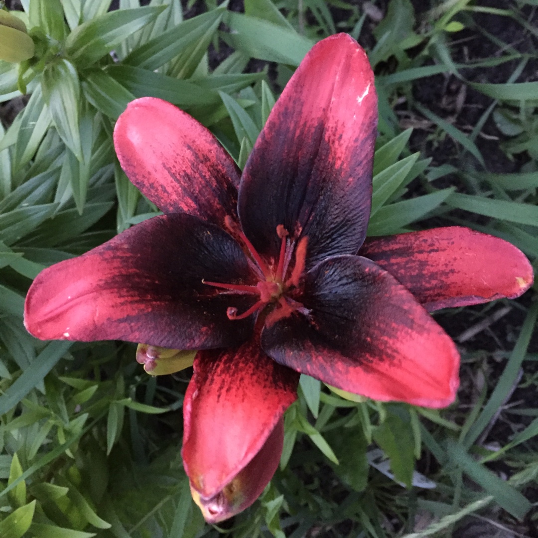 Lily Tiny Shadow (Asiatic) in the GardenTags plant encyclopedia