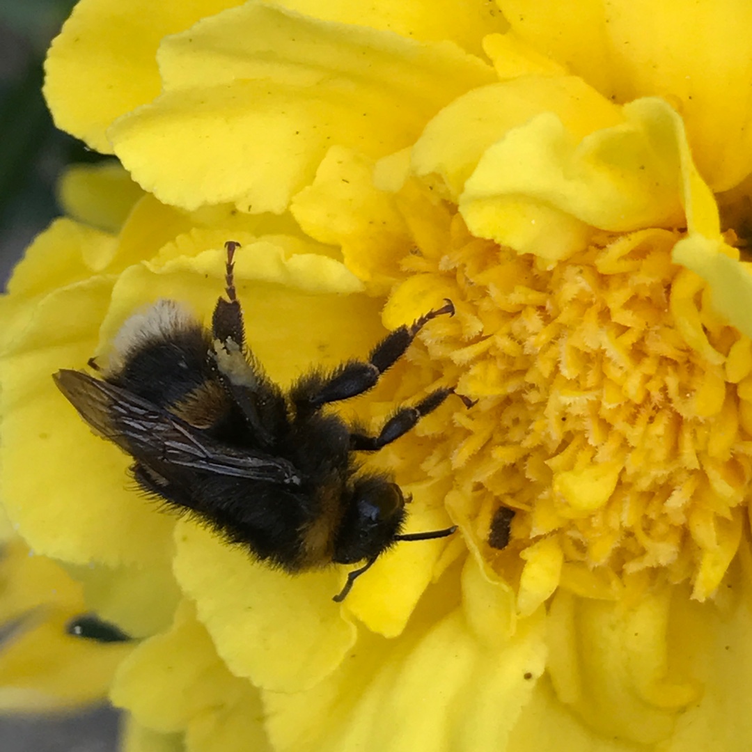 Marigold Lemon drift in the GardenTags plant encyclopedia