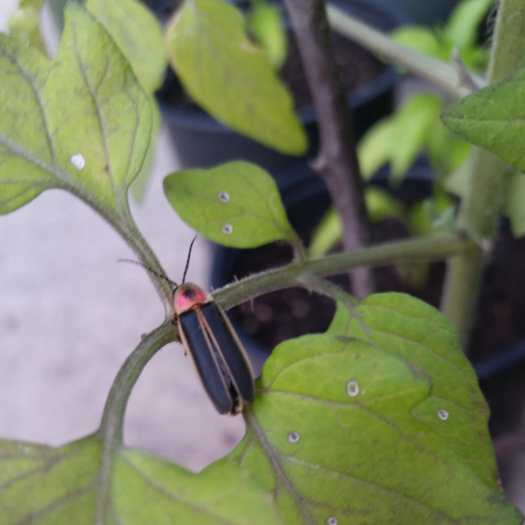 Tomato Mortgage Lifter (Beefsteak tomato) in the GardenTags plant encyclopedia