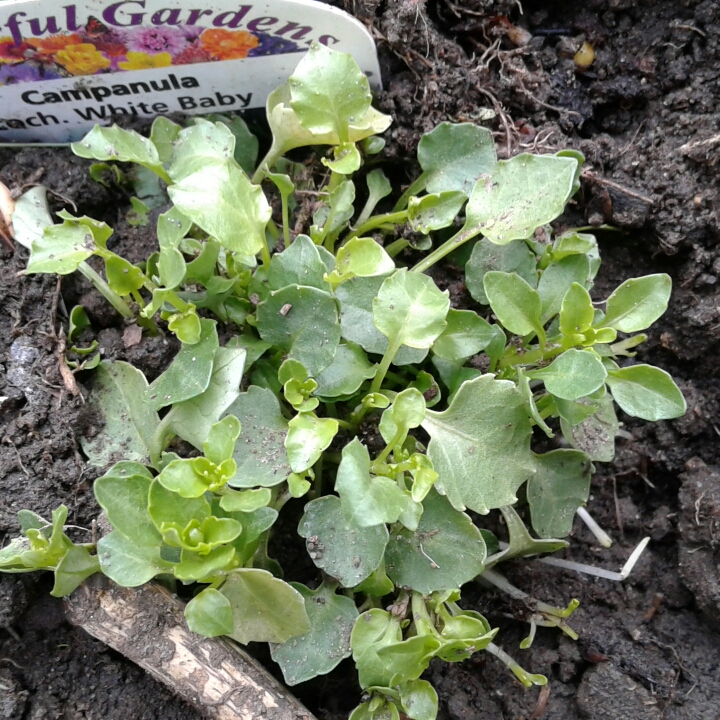 Campanula Cochlearifolia Baby White (Baby Series) in the GardenTags plant encyclopedia