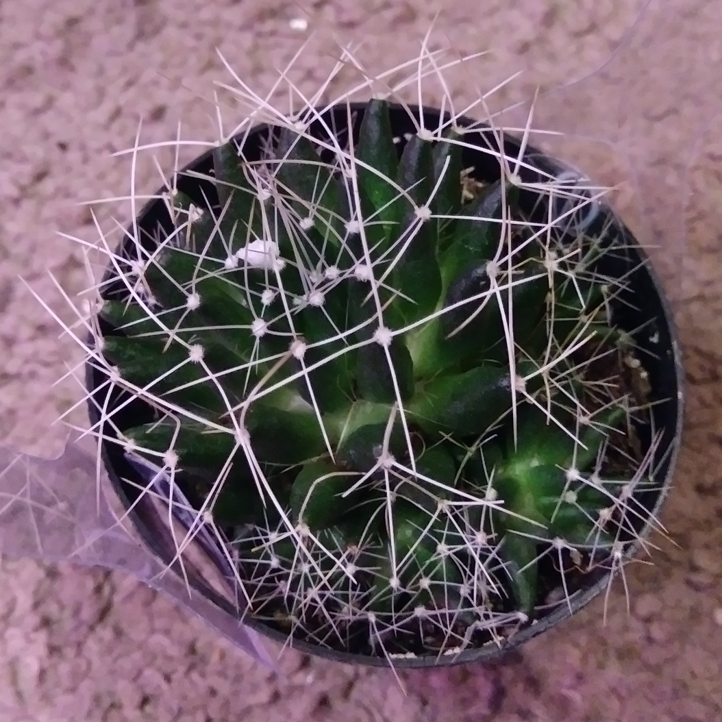 Birds Nest Mammillaria in the GardenTags plant encyclopedia