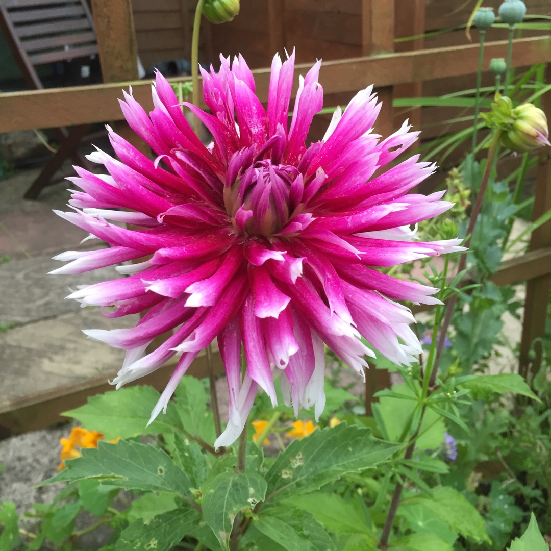 Dahlia Alauna Clair-Obscur (Fimbriated) in the GardenTags plant encyclopedia