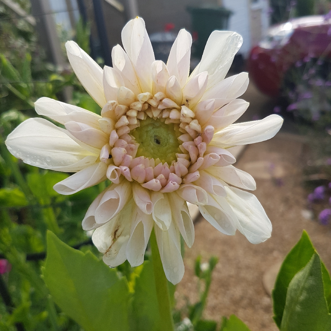 Dahlia Ryecroft Brenda T in the GardenTags plant encyclopedia