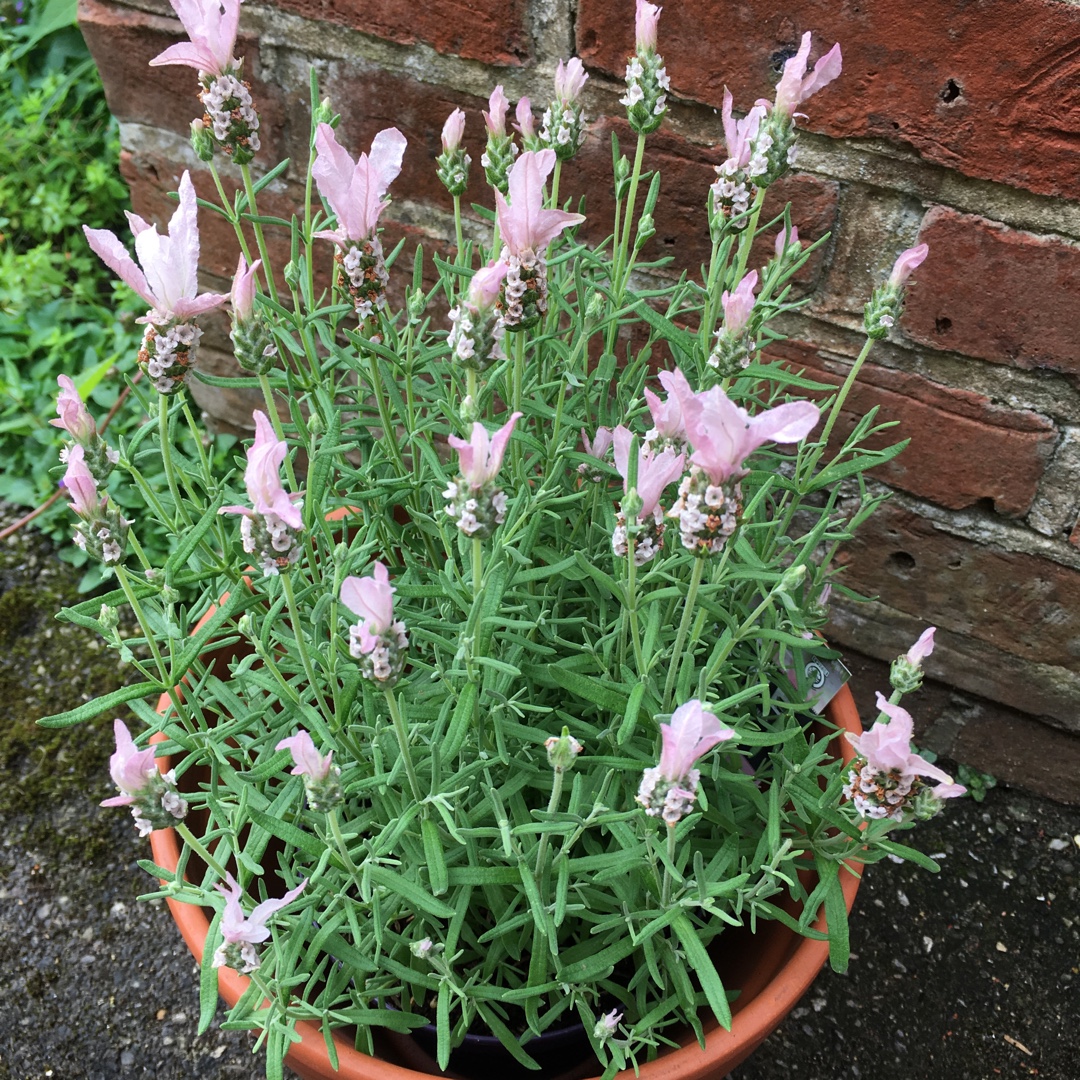 Lavender Fairy Wings Blush in the GardenTags plant encyclopedia