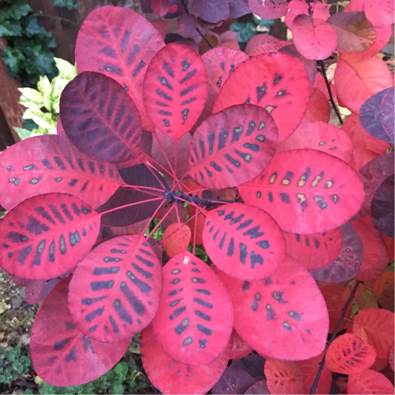 Smoke Bush Royal Purple in the GardenTags plant encyclopedia