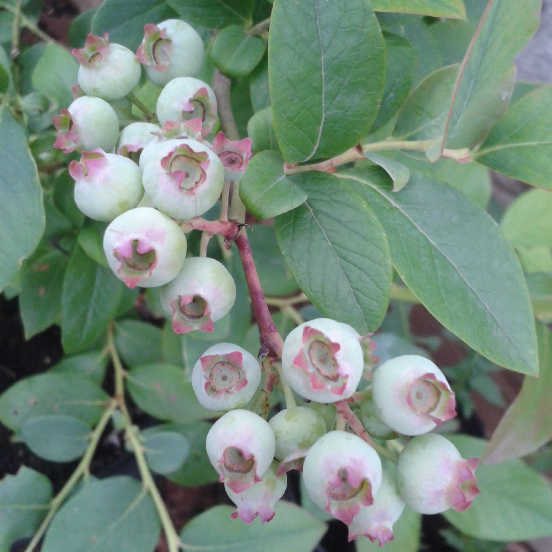 Blueberry Julia in the GardenTags plant encyclopedia