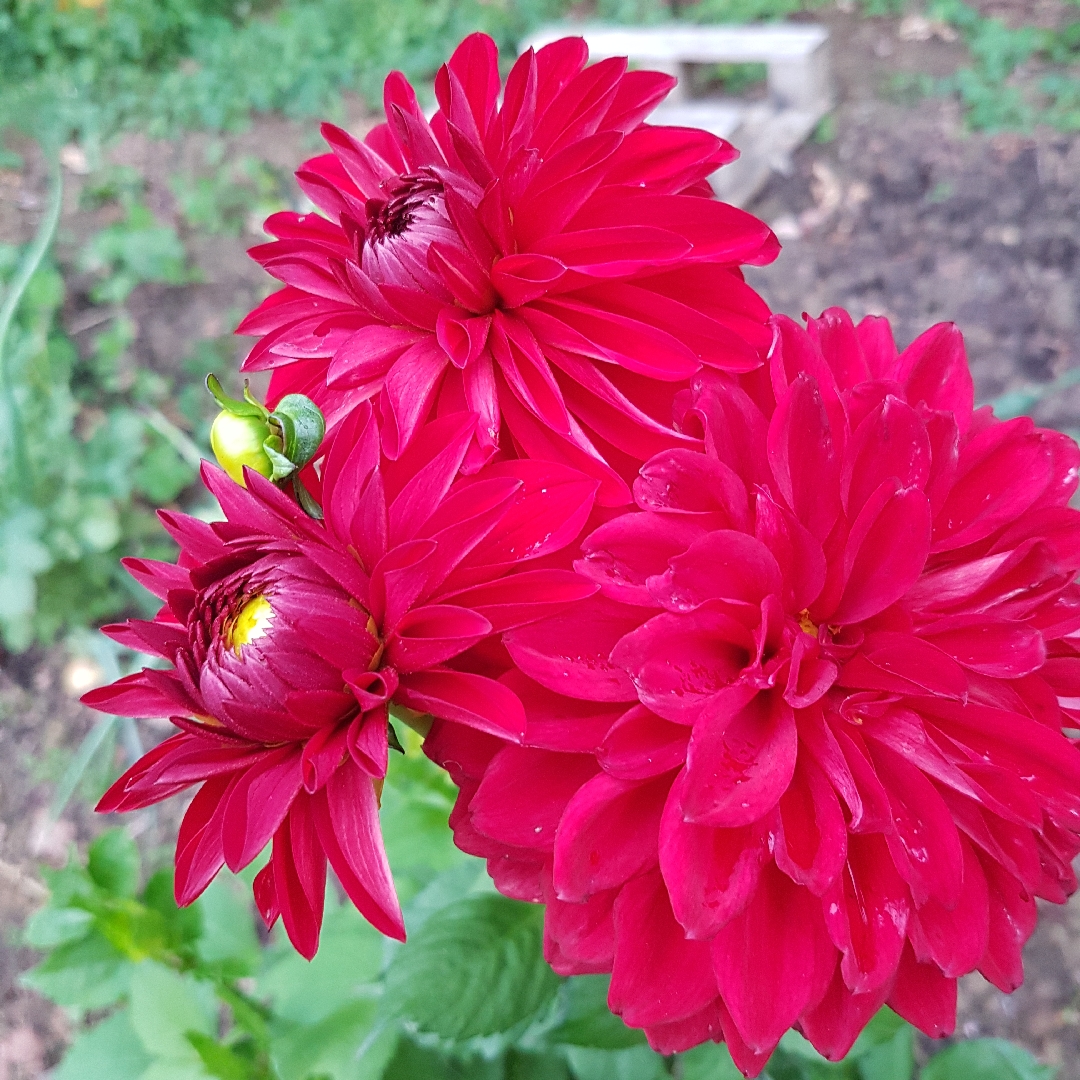 Dahlia Sheval Megan in the GardenTags plant encyclopedia