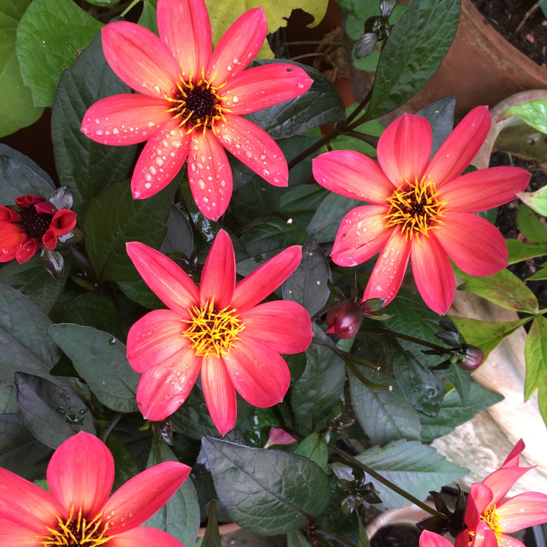 Dahlia Happy Single™ Juliet (Happy Single™ Series) in the GardenTags plant encyclopedia