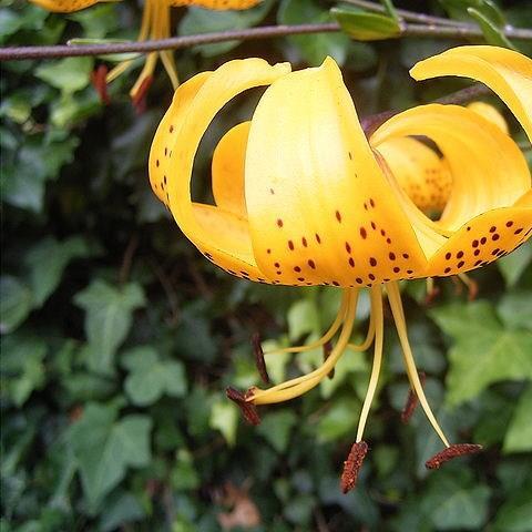 Lily (Species) Leichtlins Lily in the GardenTags plant encyclopedia