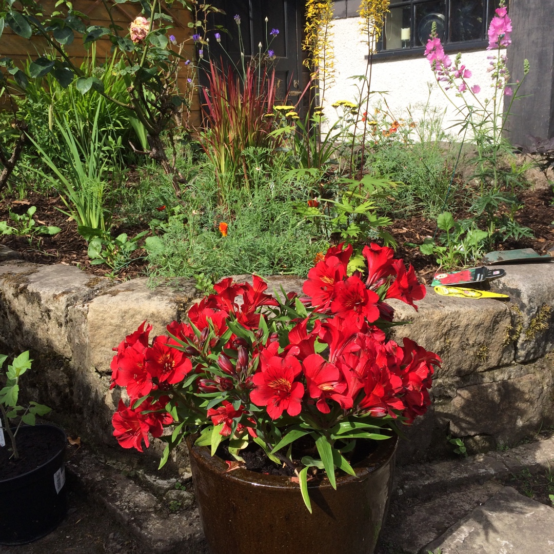 Peruvian Lily Princess Kate in the GardenTags plant encyclopedia