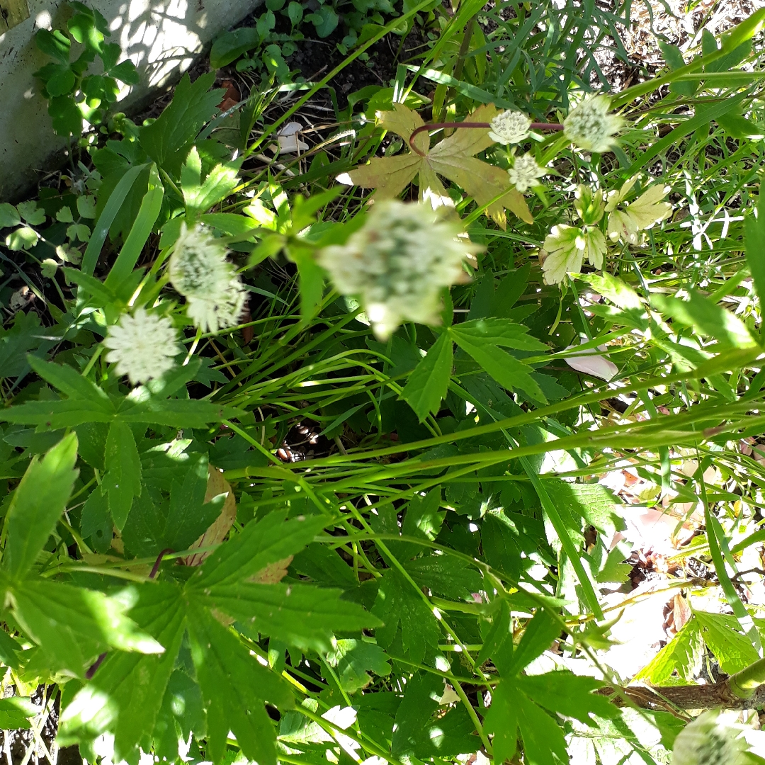 Masterwort Snow Star in the GardenTags plant encyclopedia