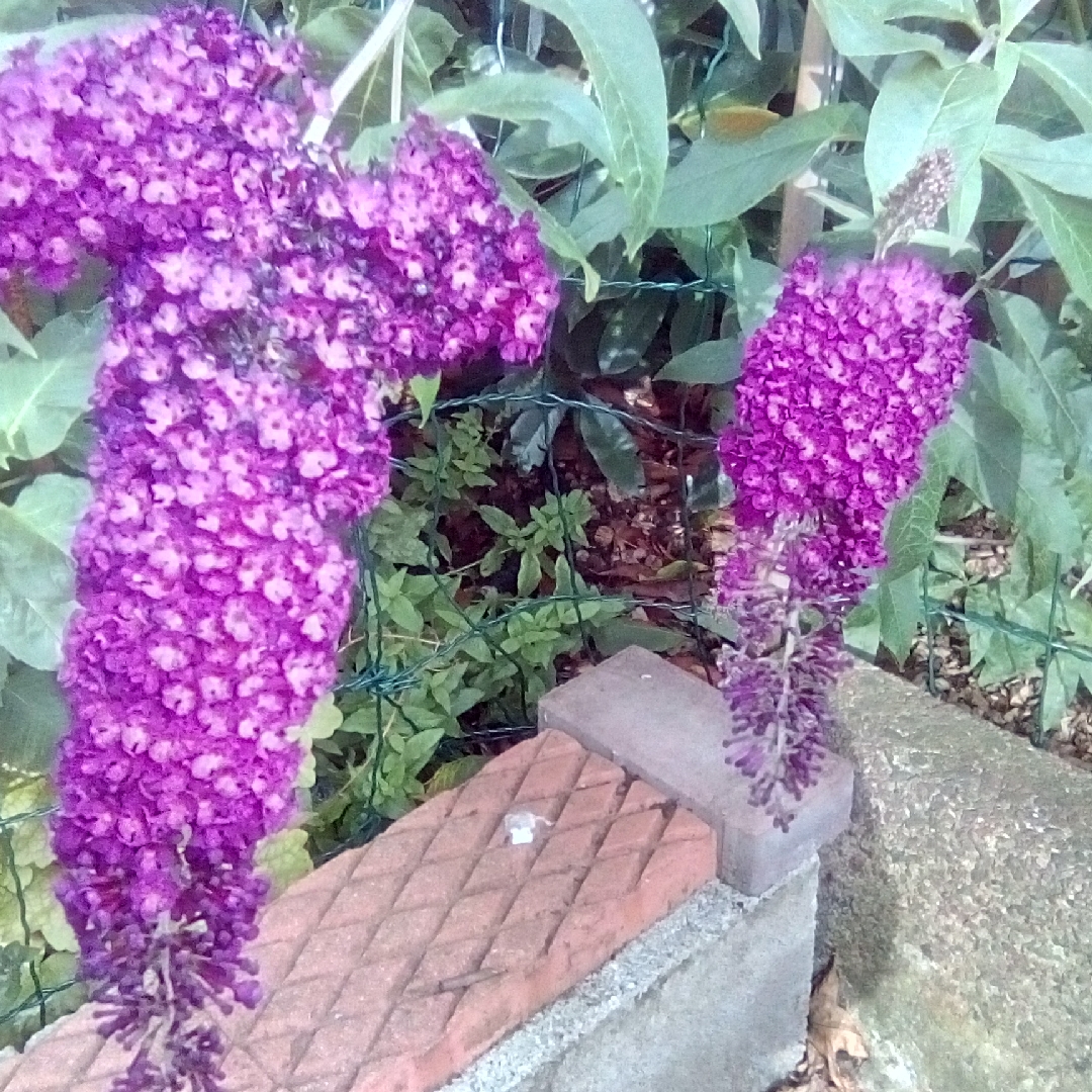 Butterfly Bush Pixie Red in the GardenTags plant encyclopedia