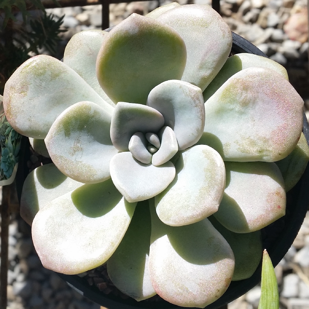 Graptoveria Margaret Rose in the GardenTags plant encyclopedia