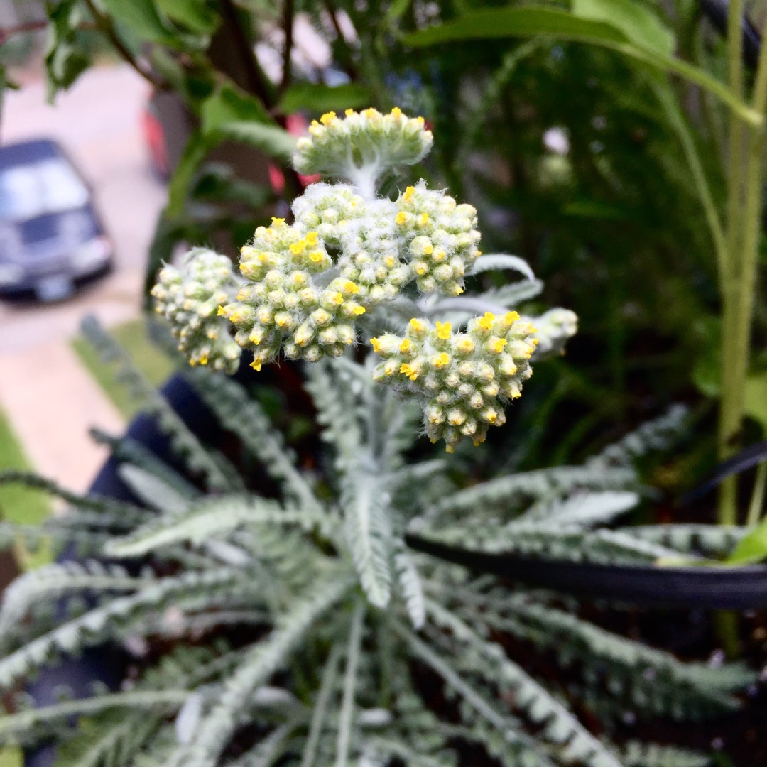 Yarrow Moonshine in the GardenTags plant encyclopedia