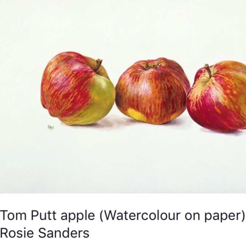 Apple Tom Putt in the GardenTags plant encyclopedia