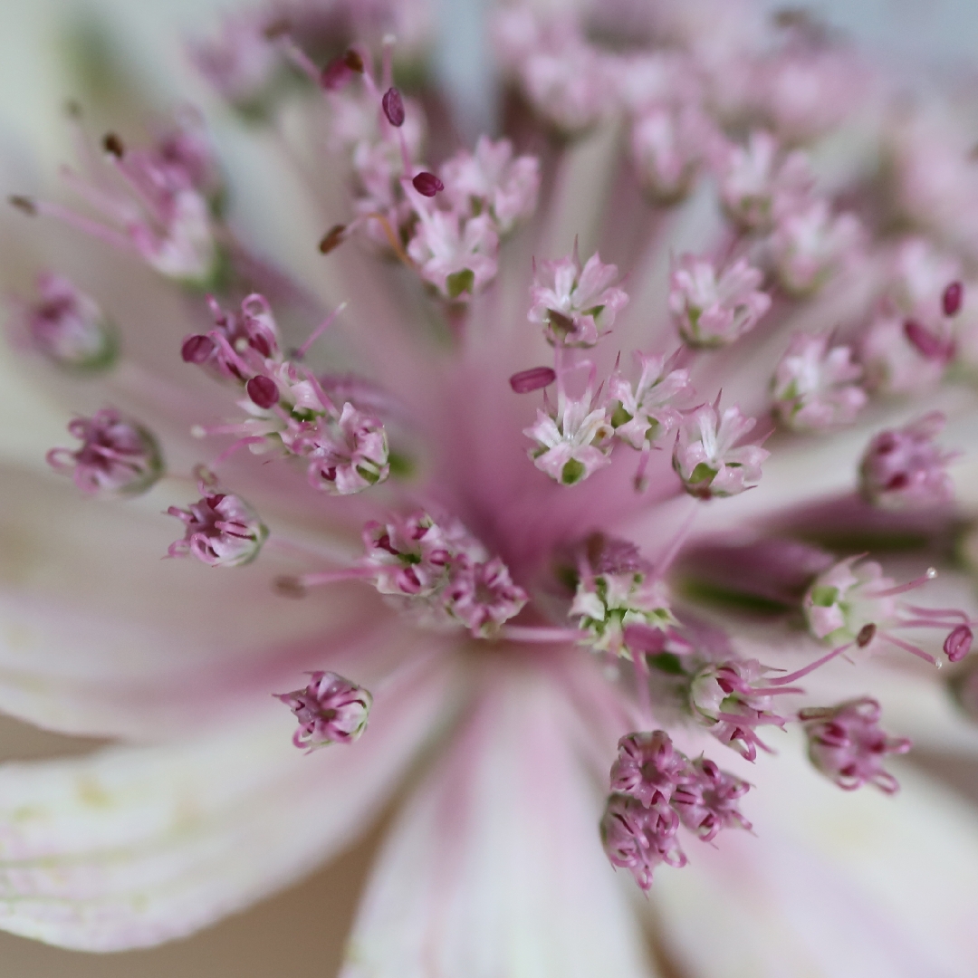 Masterwort Buckland in the GardenTags plant encyclopedia