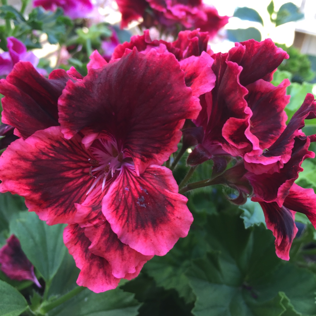 Pelargonium Rimfire (Regal) in the GardenTags plant encyclopedia