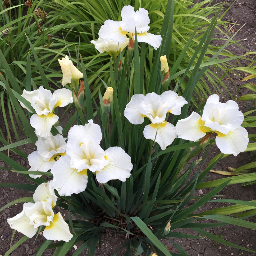 Siberian Iris Gulls Wing in the GardenTags plant encyclopedia