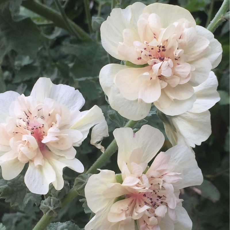 Shrubby Alcalthaea Parkallee in the GardenTags plant encyclopedia