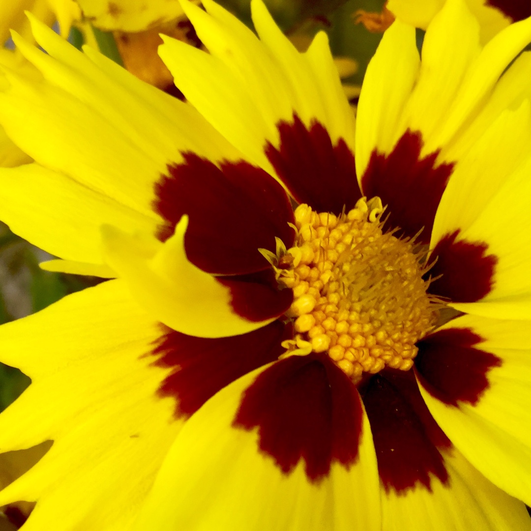 Tickseed Sunkiss in the GardenTags plant encyclopedia